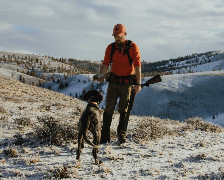 A versatile hunting dog retrieves a bird to hand