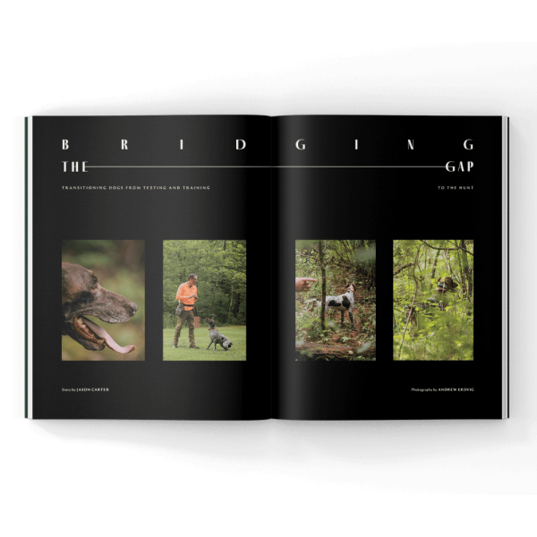 Wild-Bird-Dog-Training-Magazine- hunting dog training magazine