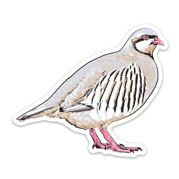 Wild-Chuckar-Stickeer A wild chukar vinyl sticker