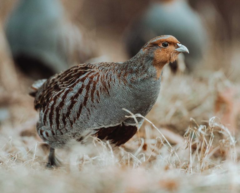 a Hungarian partridge walking in a field.