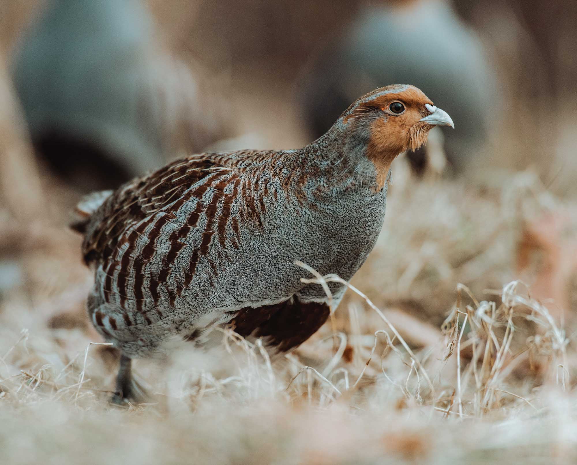 a Hungarian partridge walking in a field.