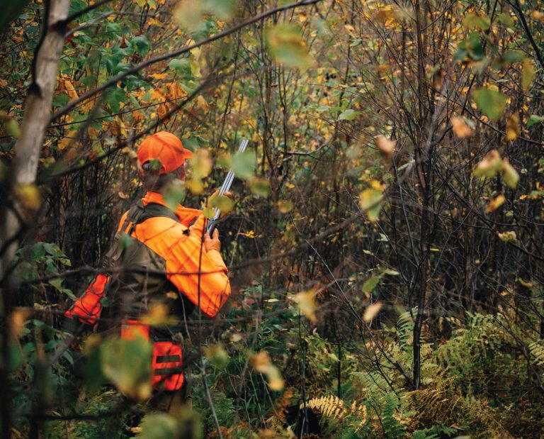 A woodcock hunter mounts his shotgun in thick forest