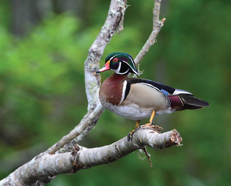 Wood Duck Biology, Life History, and Identification
