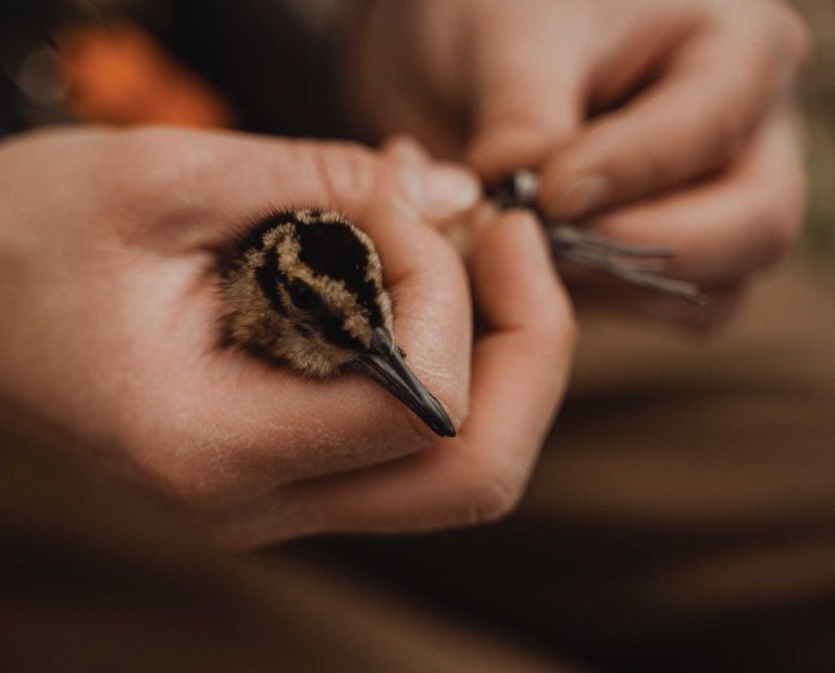 A biologist places a metal band on a woodcock chick