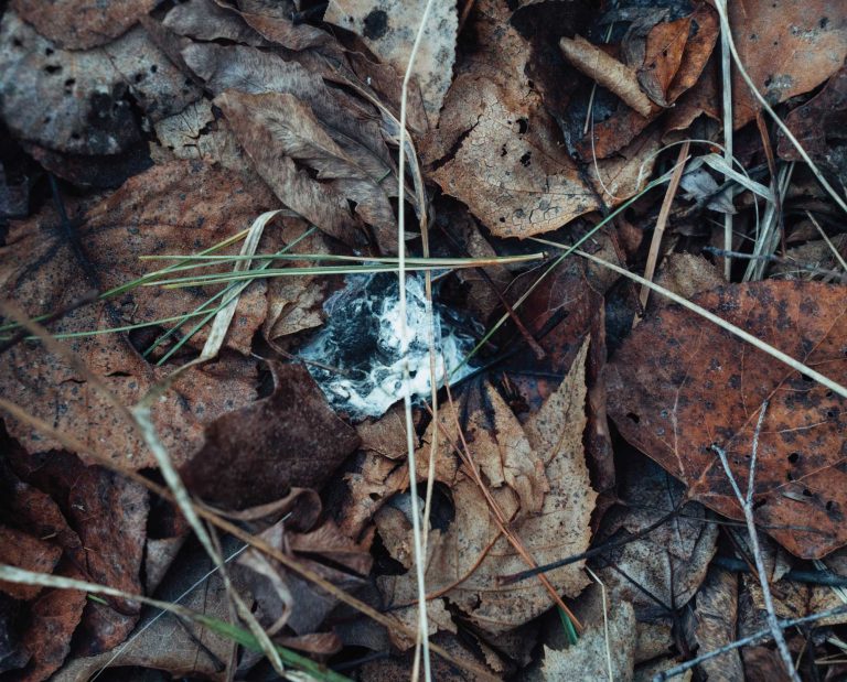 Woodcock splash on downed leaves in a prime habitat.