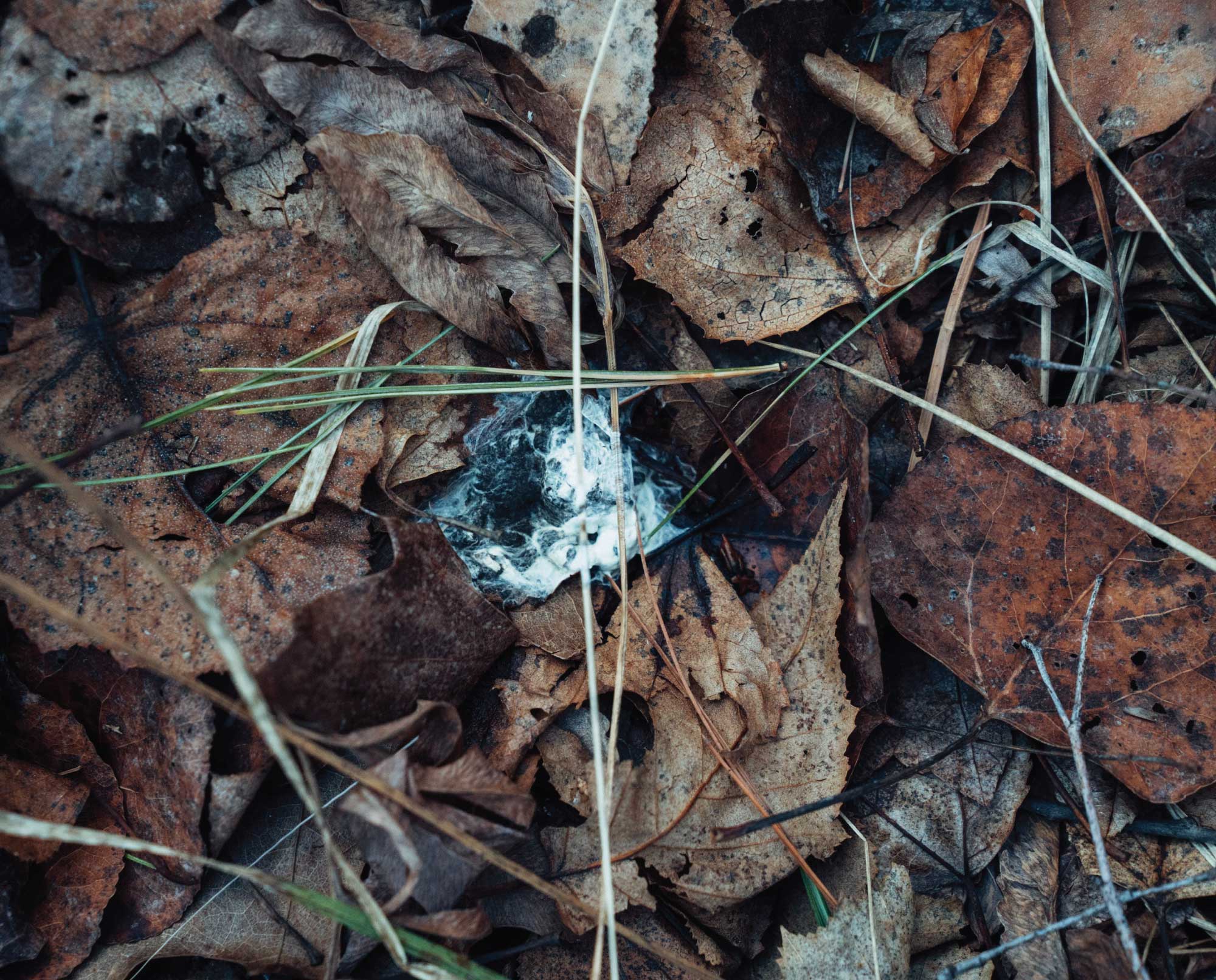 Woodcock splash on downed leaves in a prime habitat.