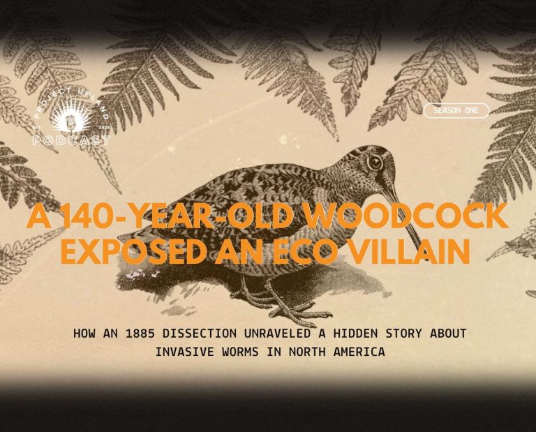 A woodcock with ferns