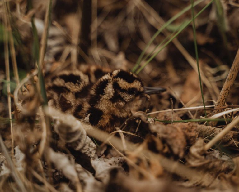 a woodcock chick found with a pointing dog