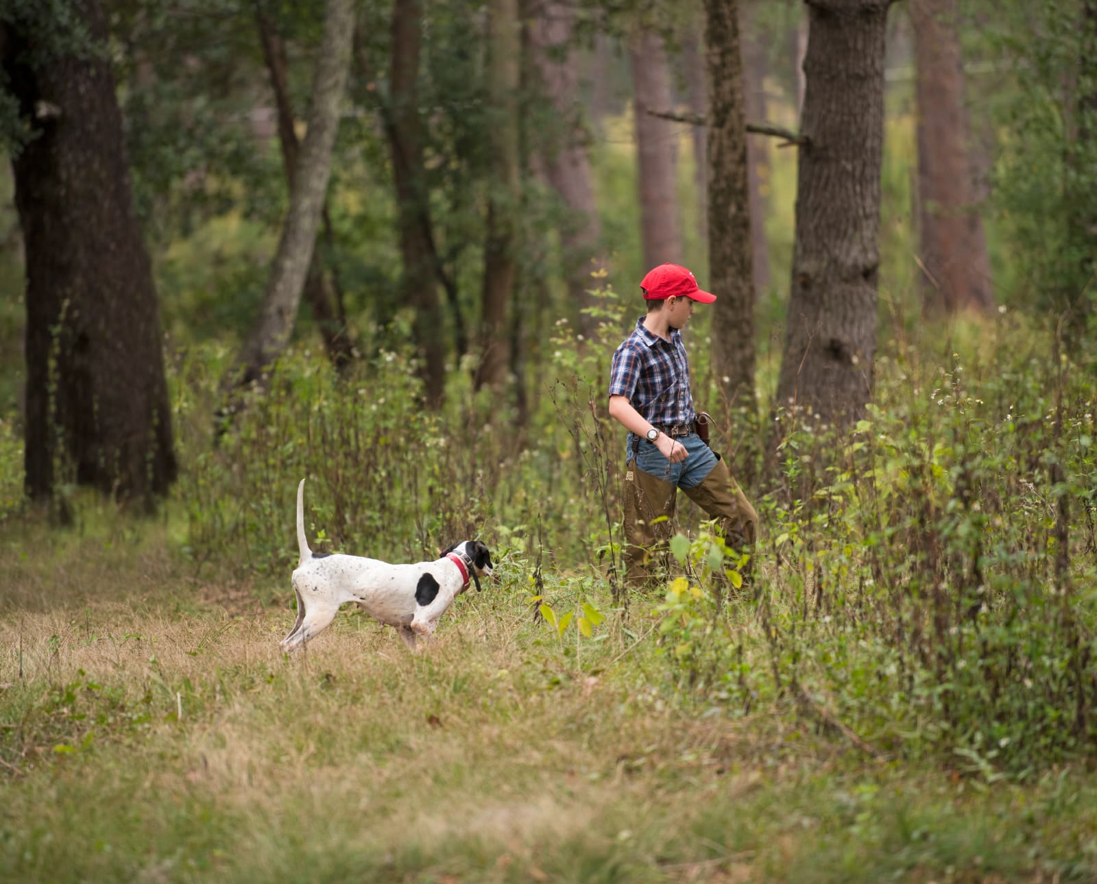 A youth dog handler flushes a bobwhite quail with a dog on point