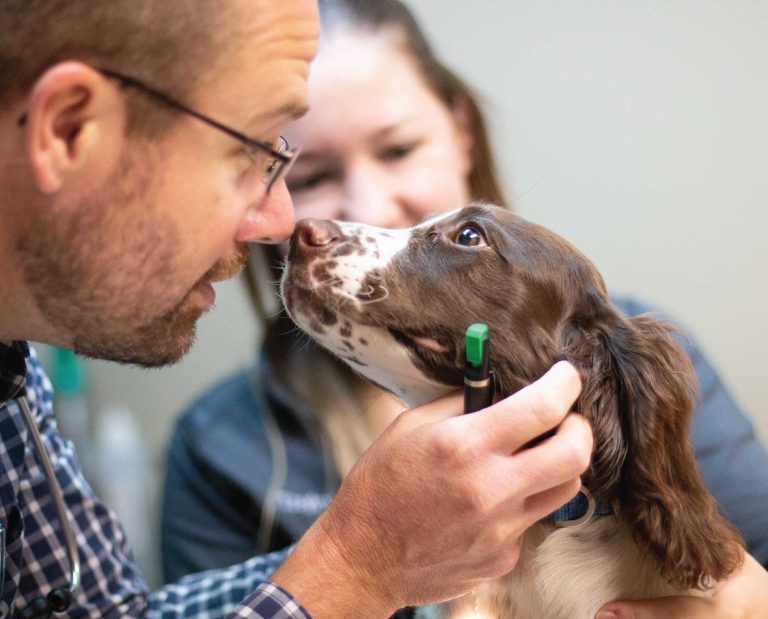 Dr. Joe Spoo give a sporting dog a physical.