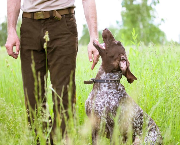 A German Shorthaired Pointer sits attentively next to its handler.