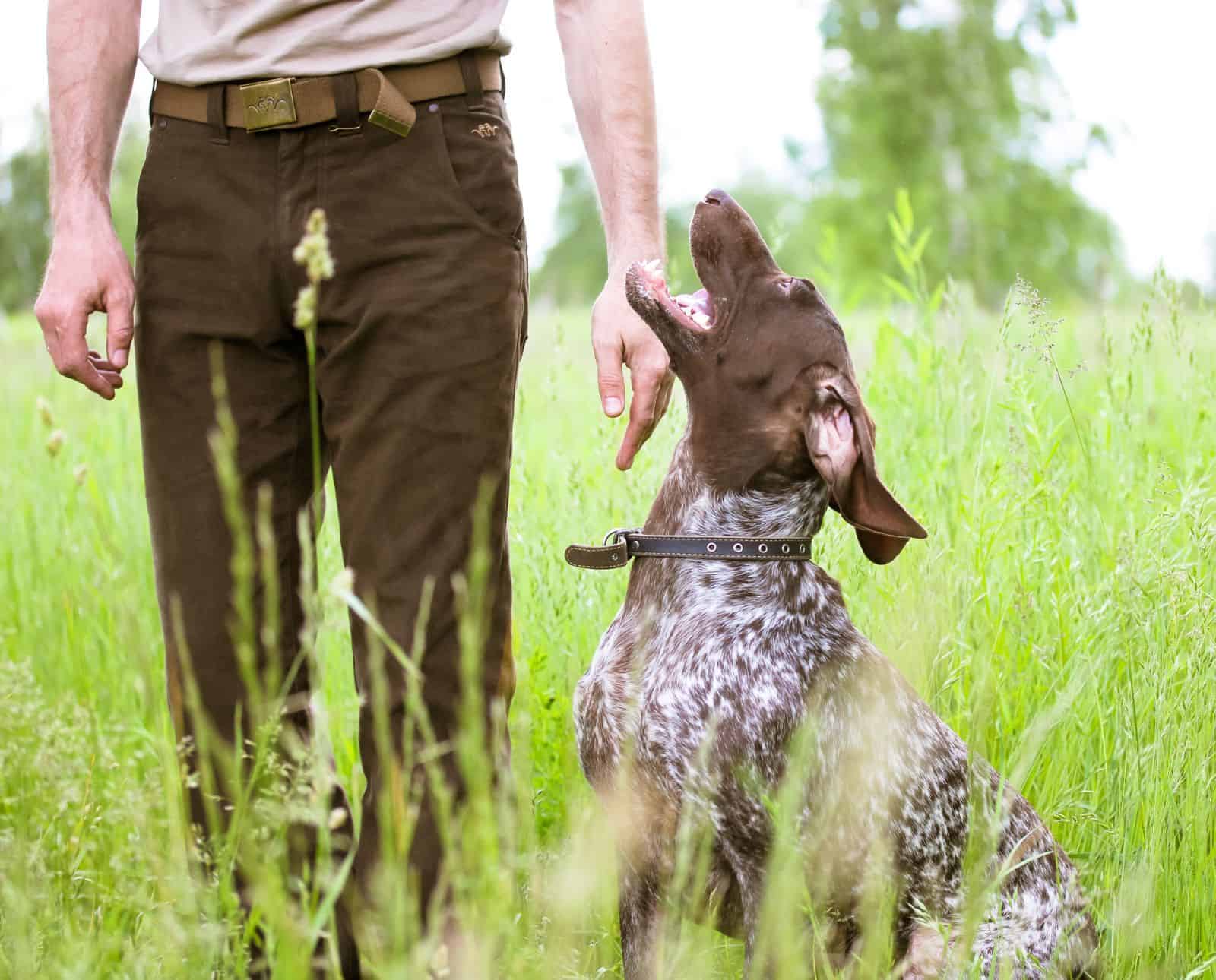 A German Shorthaired Pointer sits attentively next to its handler.