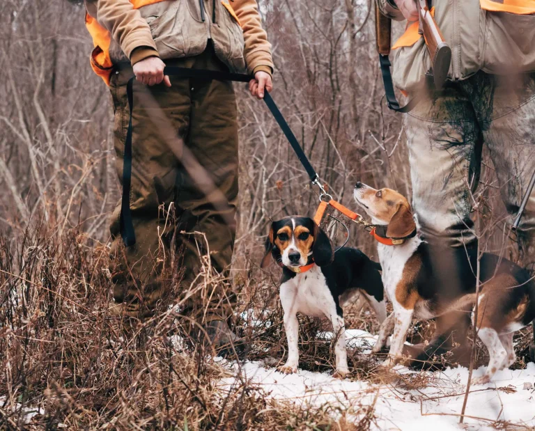 A pack of beagles ready to hunt rabbit