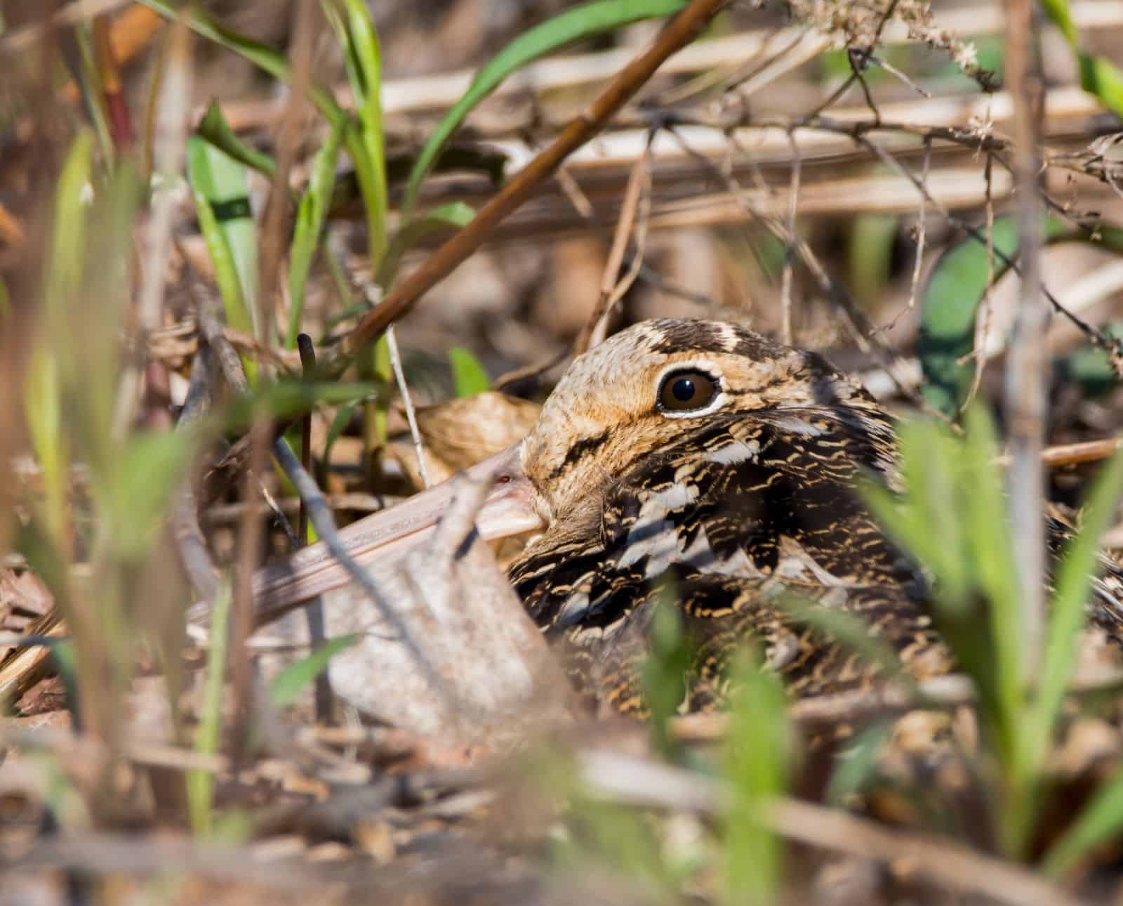 A close-up of an American woodcock sitting on the ground, camouflaged.