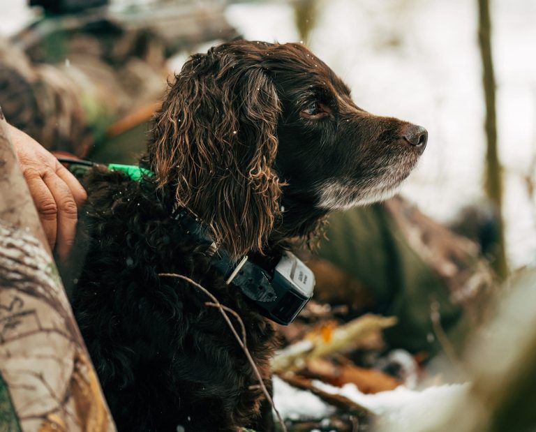 A Boykin Spaniel waits while its owners calls in wild turkeys.