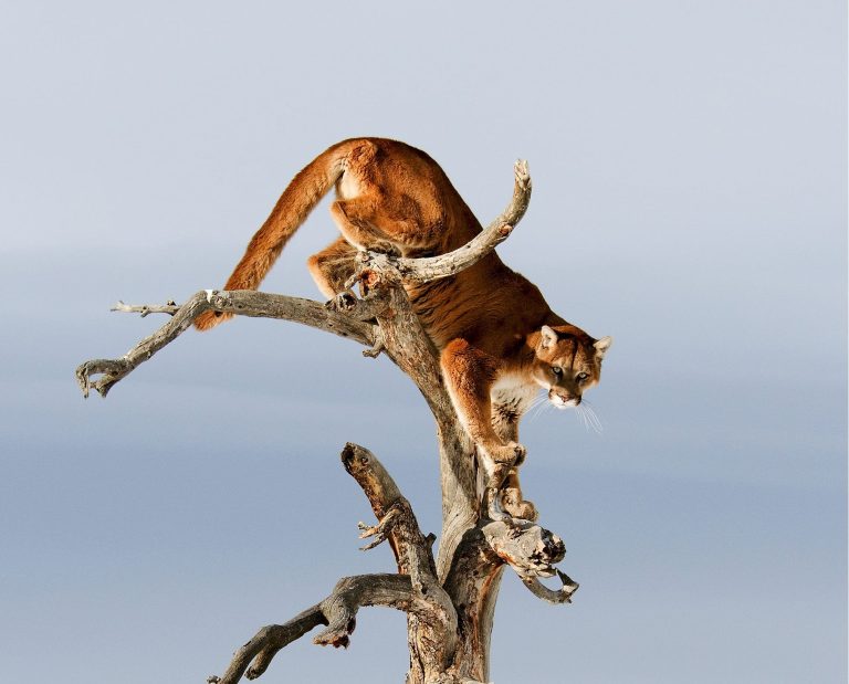 A mountain lion watches from a tree.