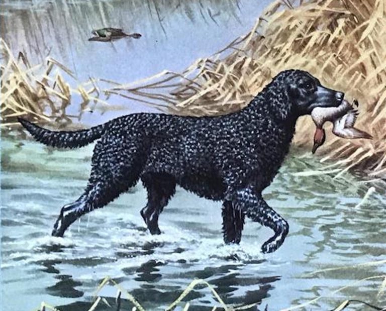 Curly coated retriever by Walter Weber