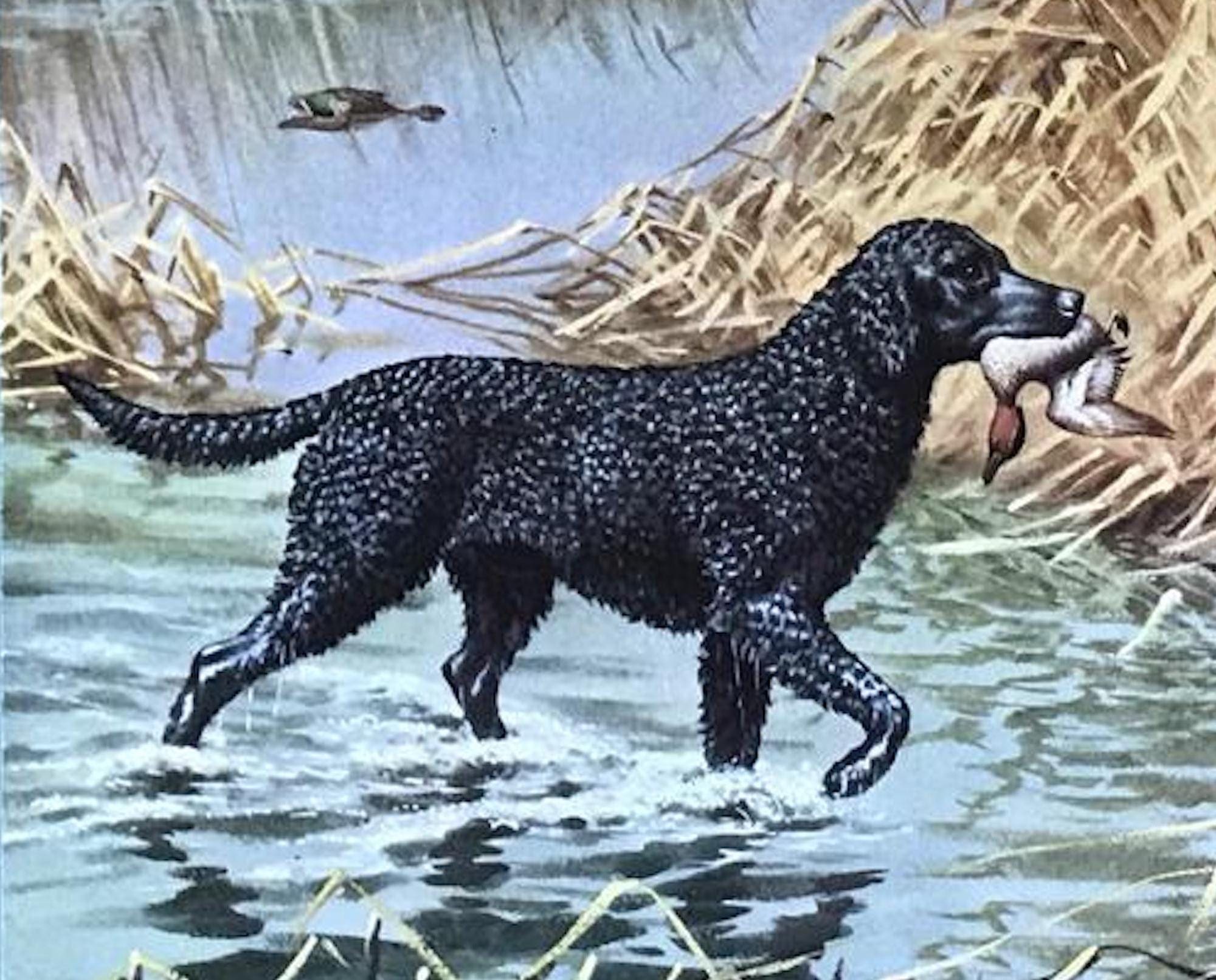 Curly coated retriever by Walter Weber