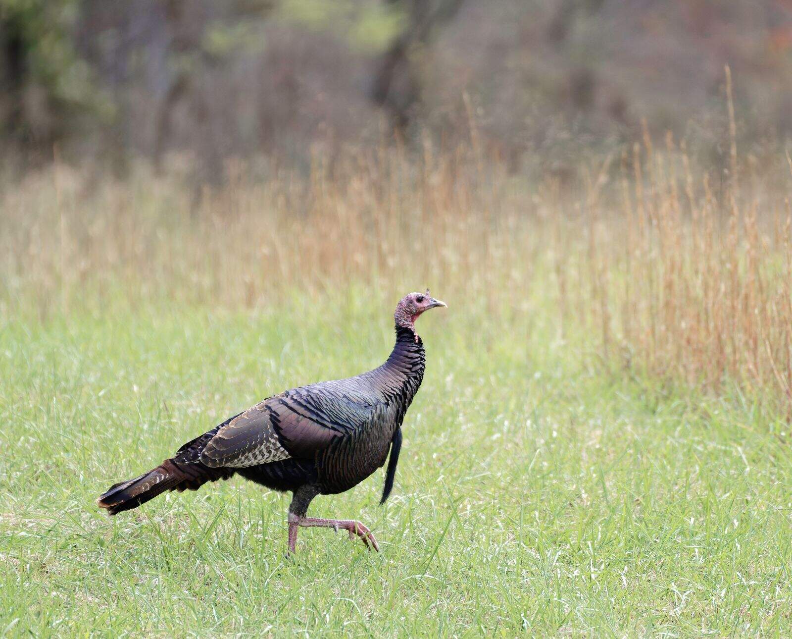 An eastern wild turkey walks across a field.