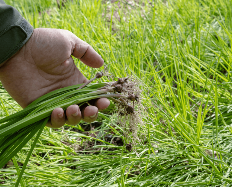 A hand holds a handful of foraged wild onions. More wild onions and grass are in the background.