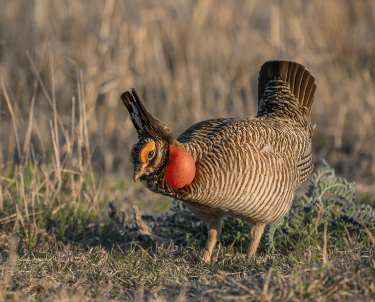 A Lesser-Prairie Chicken on a grassy lek site.