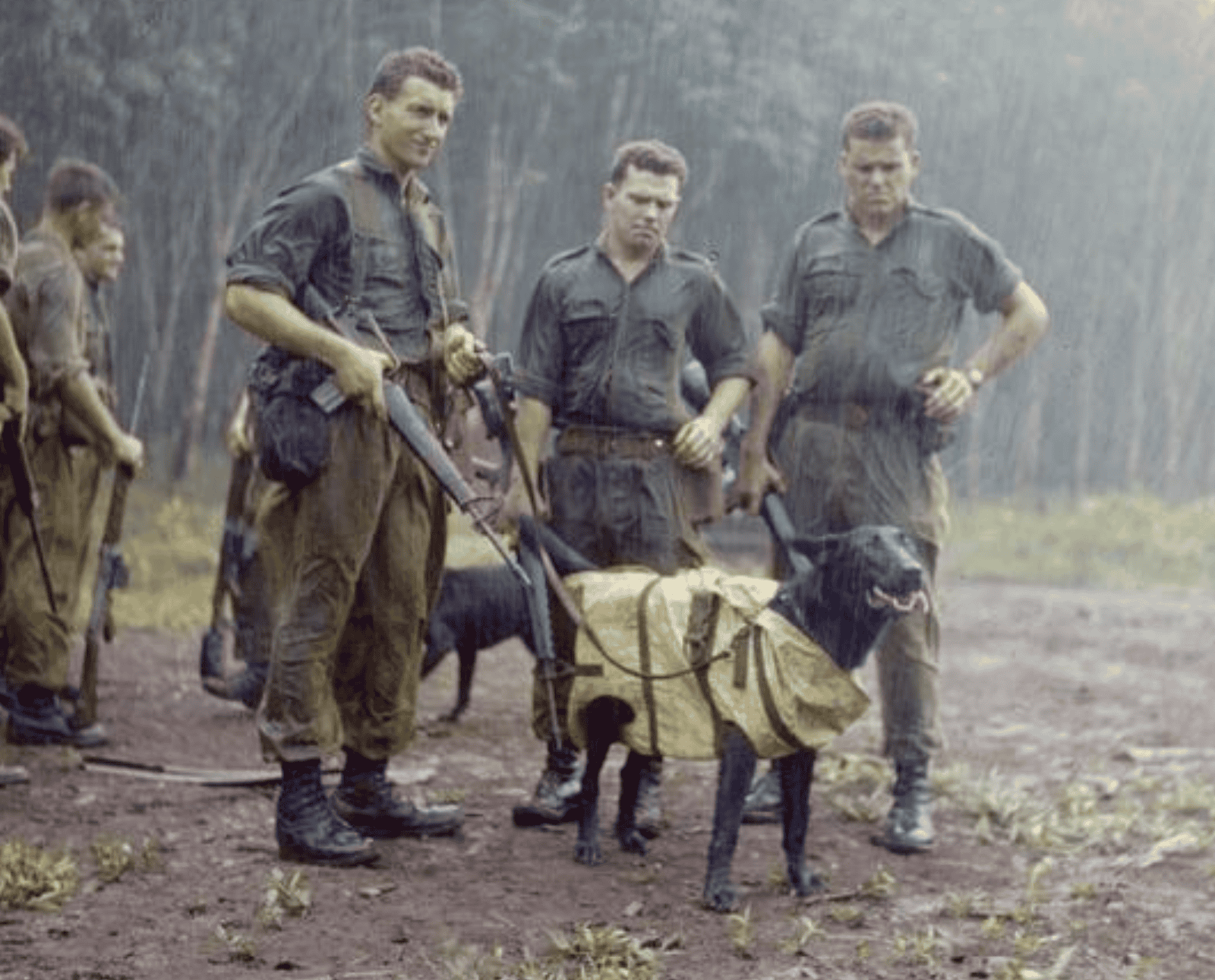 Australian soldiers stand in the rain in Vietnam with their trained tracking dogs.