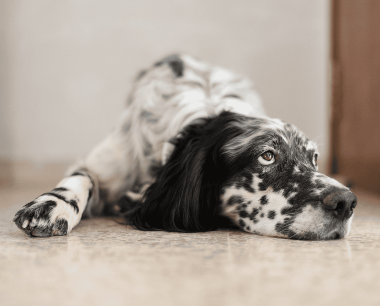 A sad looking English Setter lays on the floor during the bird hunting off season.