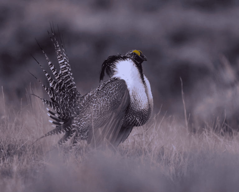 A Gunnison Sage-Grouse standing in a field.