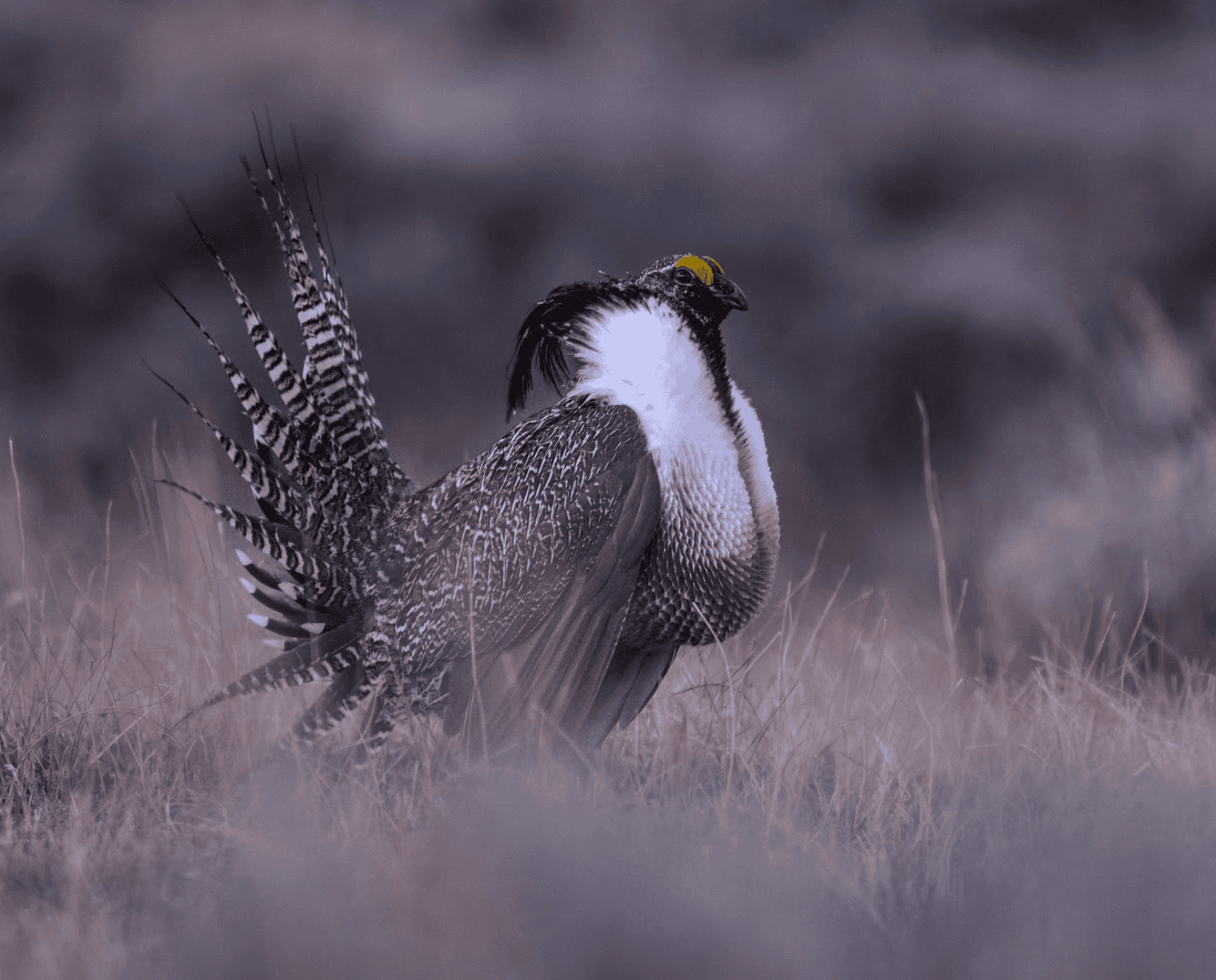 A Gunnison Sage-Grouse standing in a field.