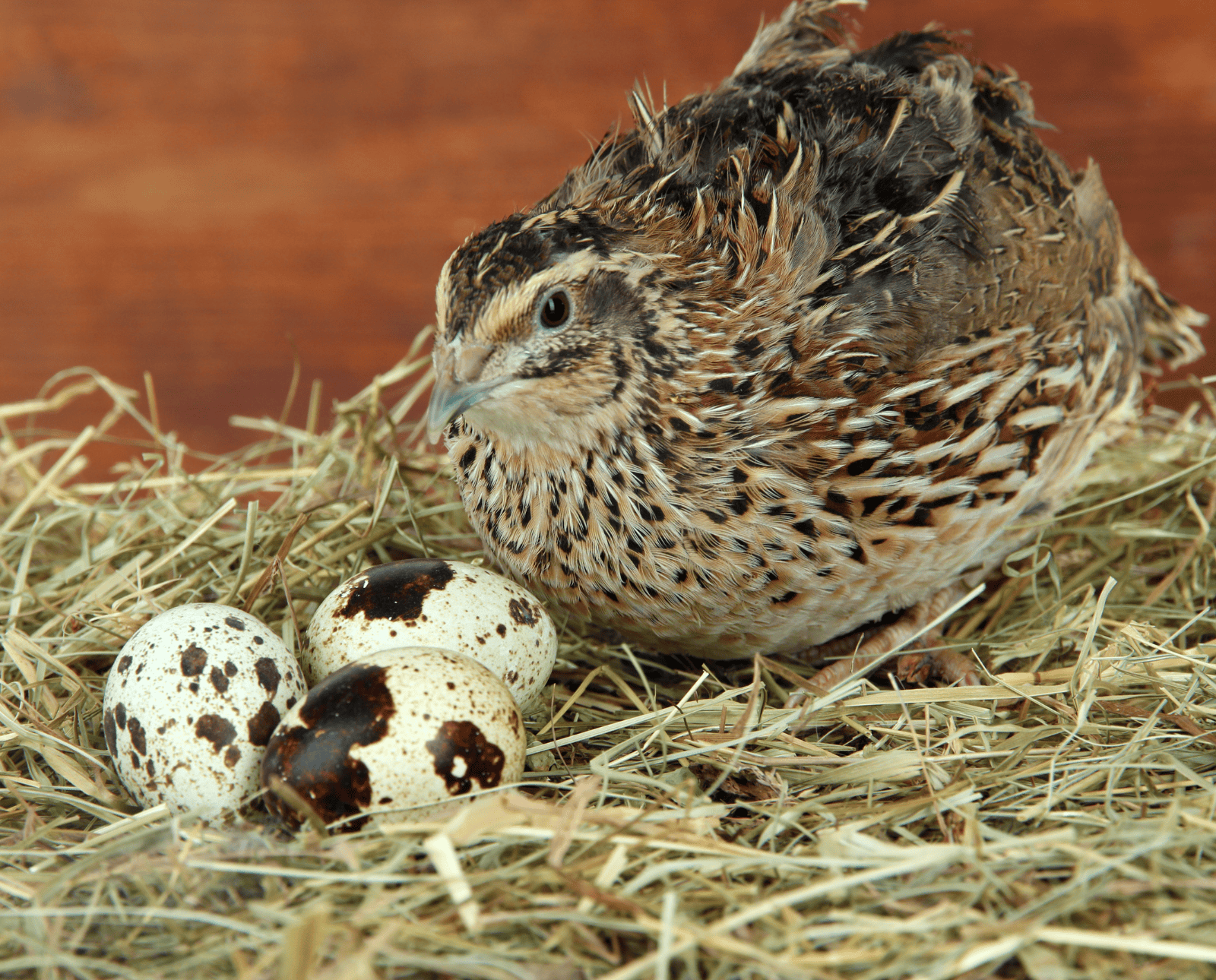 A quail hen approaches three eggs in straw.