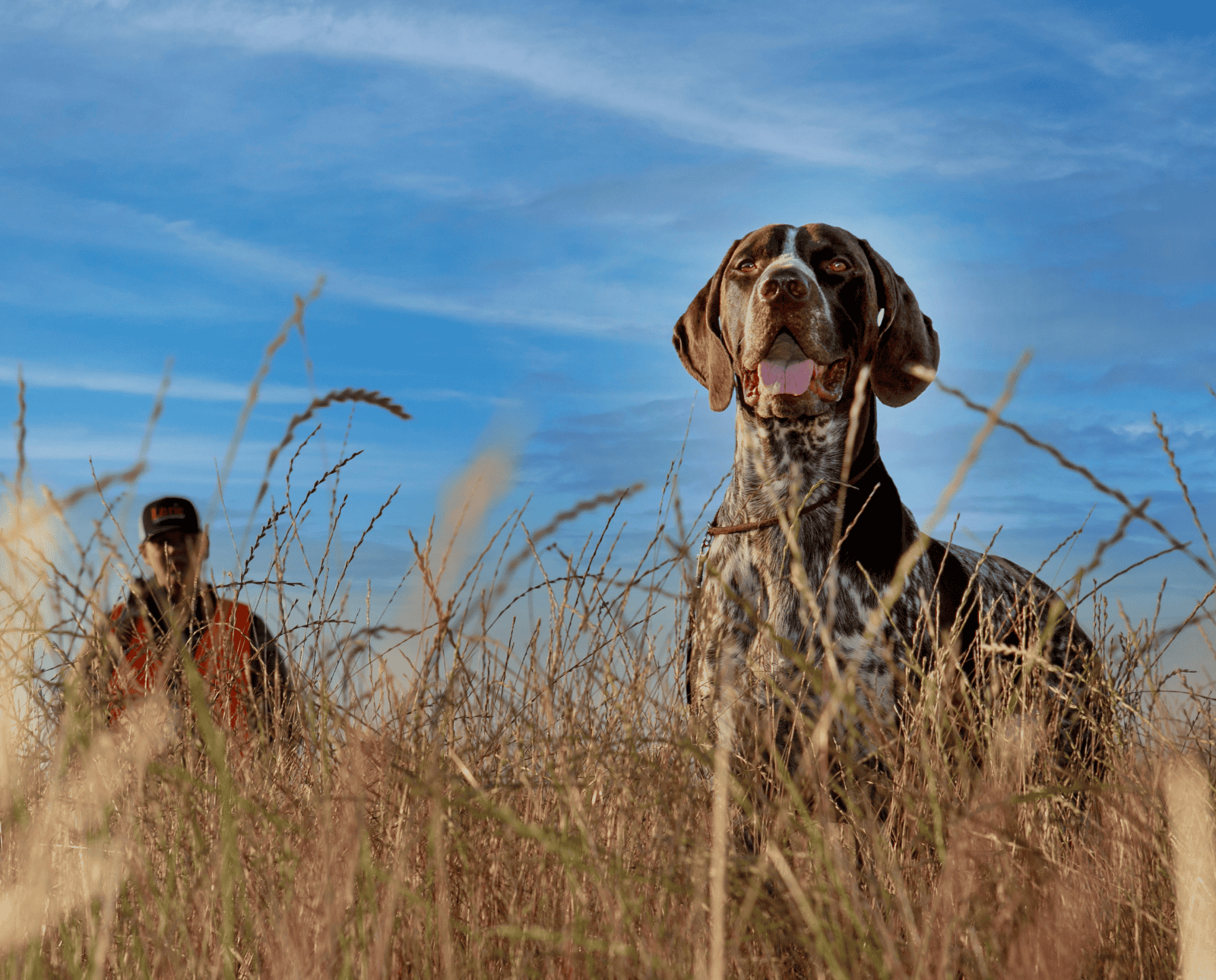 A German Shorthaired Pointer stands in front of an upland bird hunter in a grassy field.