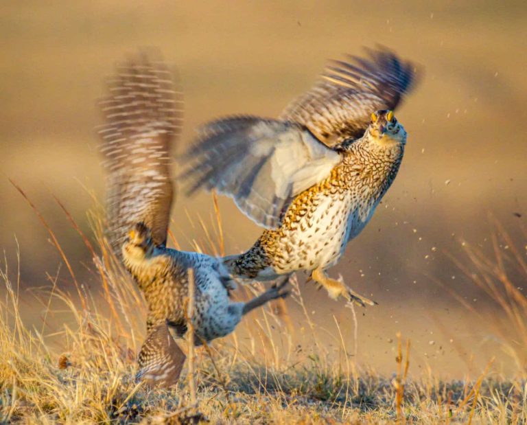 Two upland birds battle each other in prairie grass.