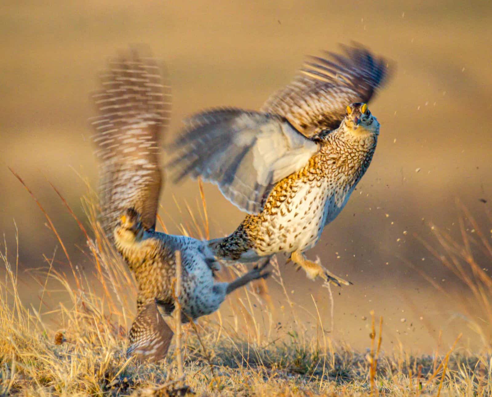 Two upland birds battle each other in prairie grass.