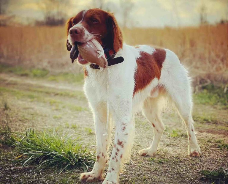 A Brittany holds a bird dummy during retrieve training