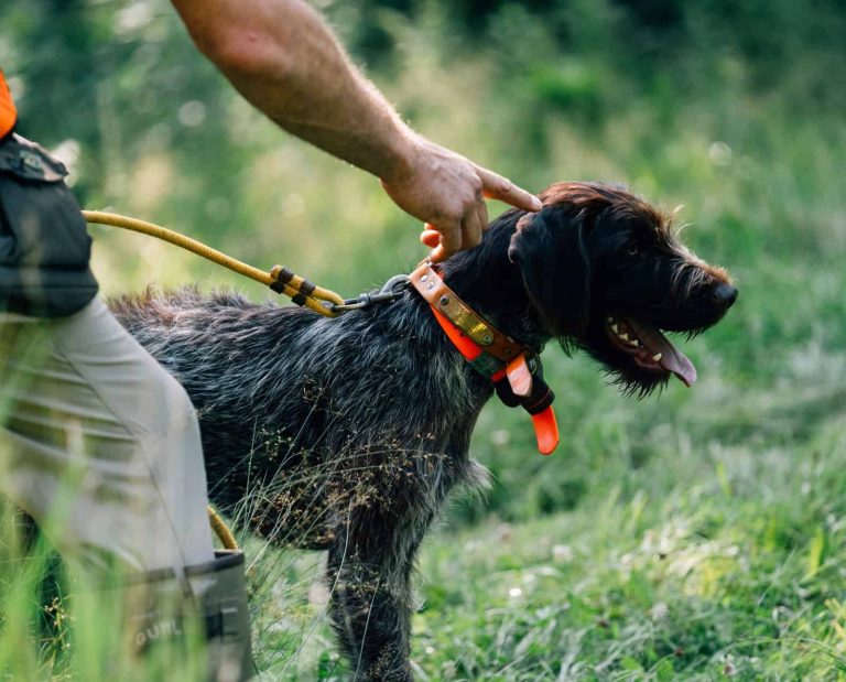 A handler pointing towards a german wirehaired pointer on a leash.