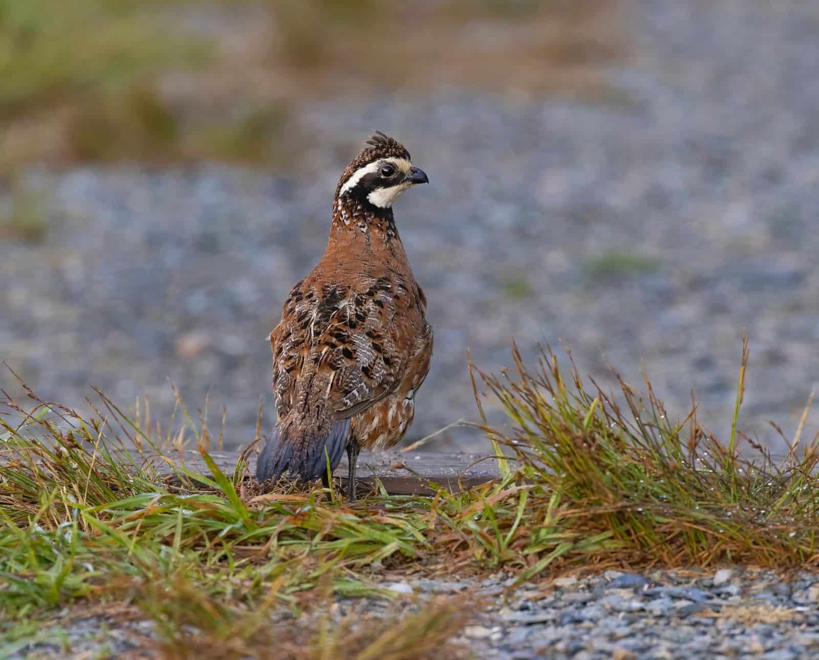 A male bobwhite quail walks through short grass and gravel.