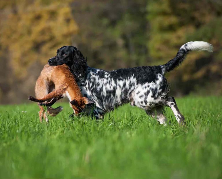 A Large Munsterlander dog retrieving a red fox