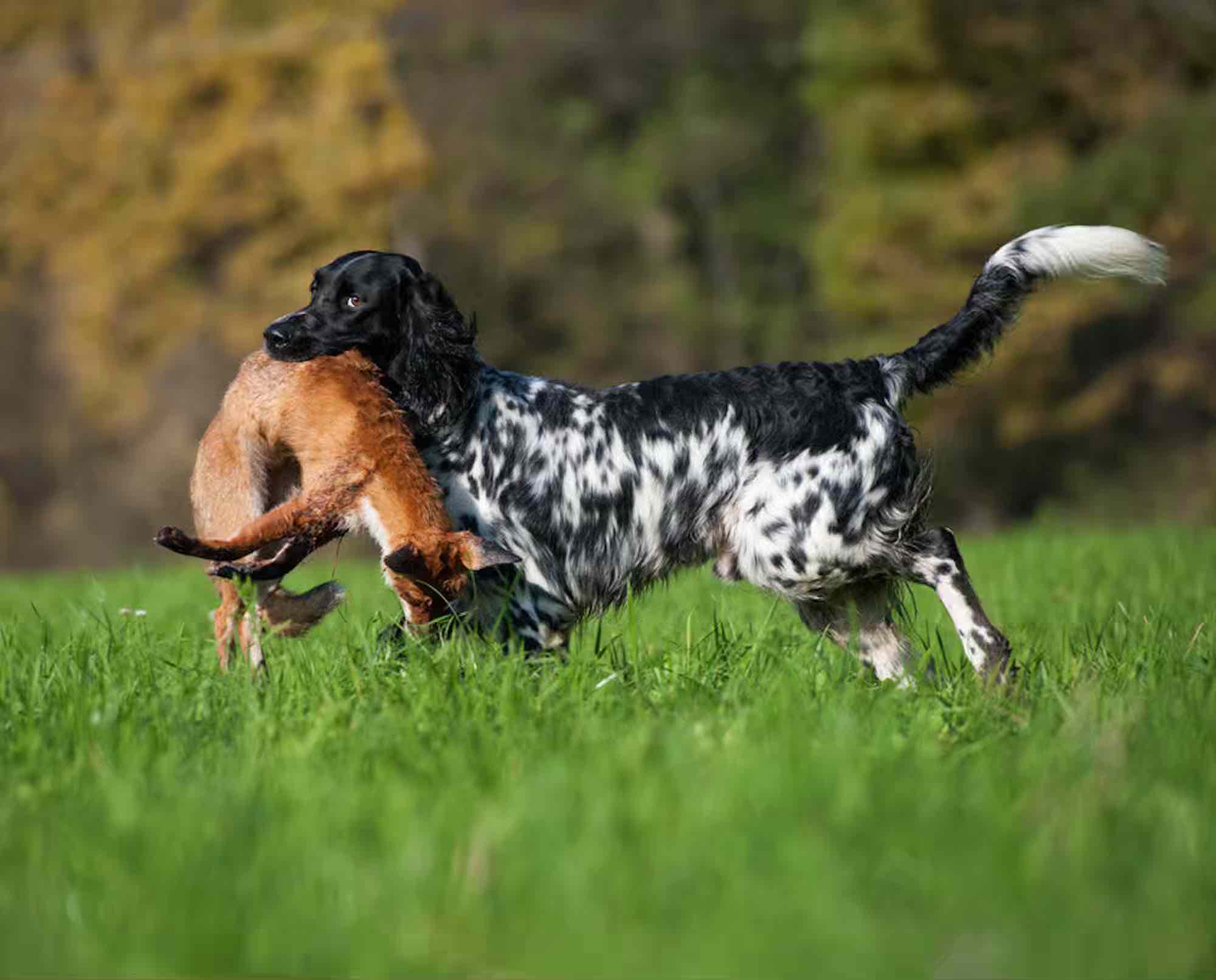 A Large Munsterlander dog retrieving a red fox