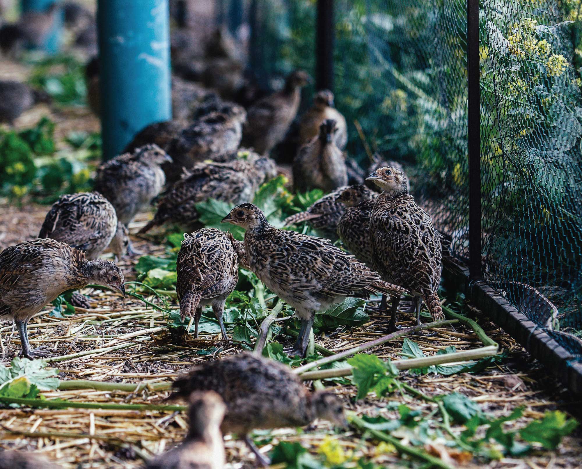 Pheasant being farmed for public lands