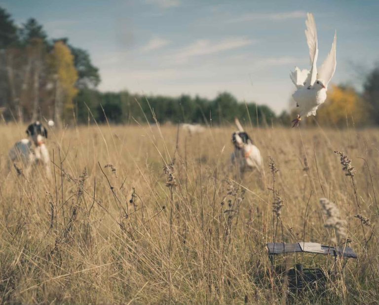 A pigeon is released for bird dog training while two Pointers stand in the background