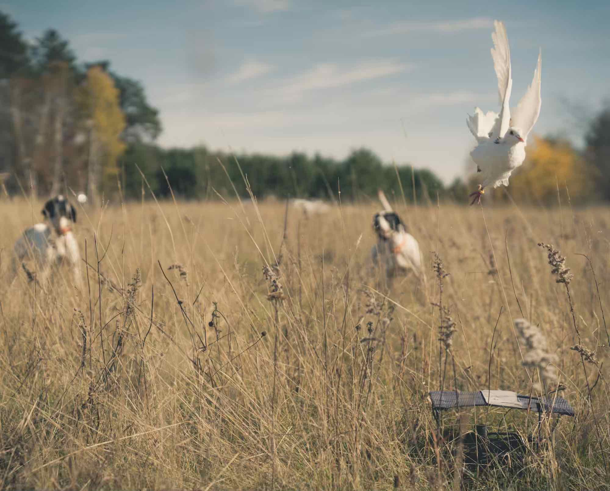 A pigeon is released for bird dog training while two Pointers stand in the background