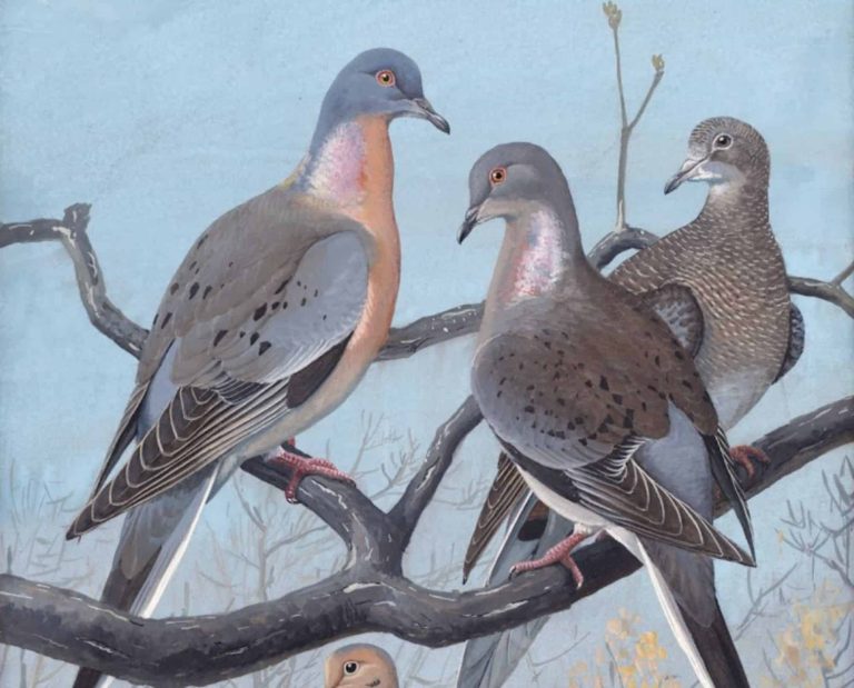 Plate 36: Passenger Pigeon & Mourning Dove Artist: Fuertes, Louis Agassiz, 1874-1927