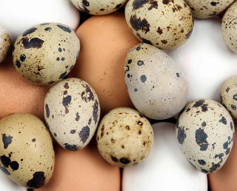 Brown and white chicken eggs with speckled quail eggs.