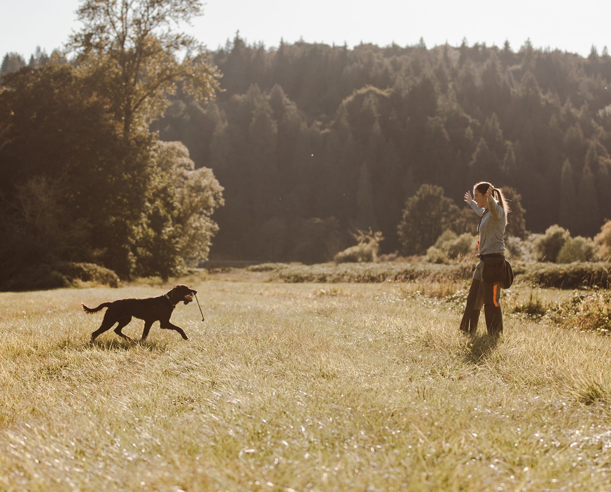 A Deutsch Langhaar recalls to its owner.