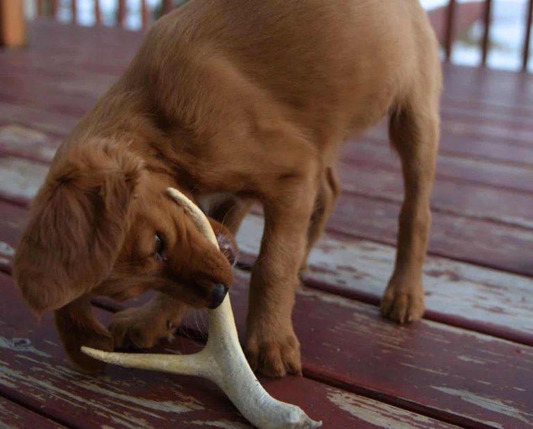 A Red Setter puppy chews on a whitetail deer antler toy.
