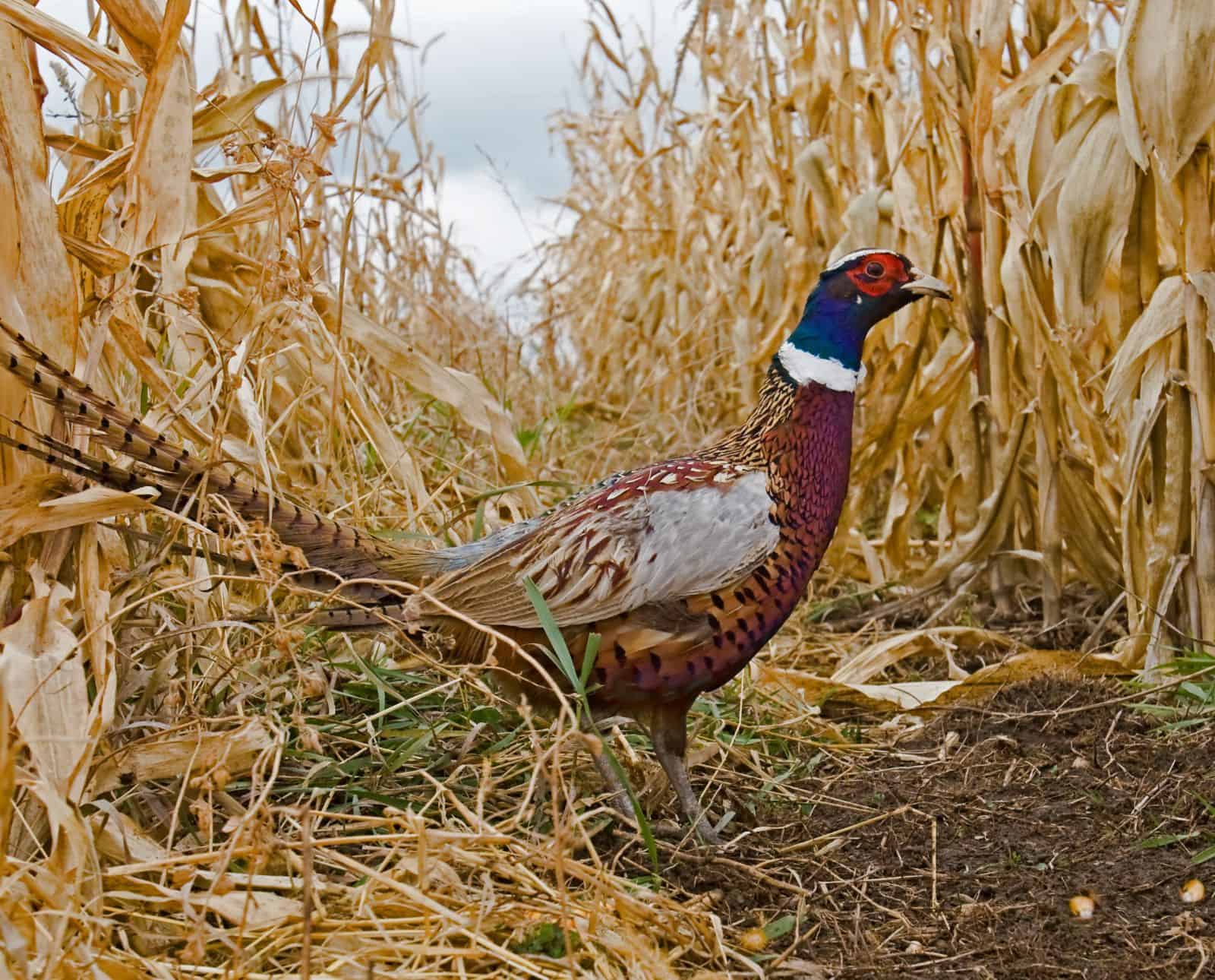 A rooster pheasant stands in a row of corn.