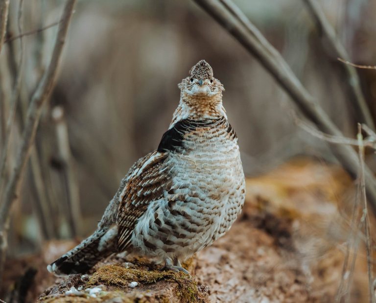 A ruffed grouse sits on a log.