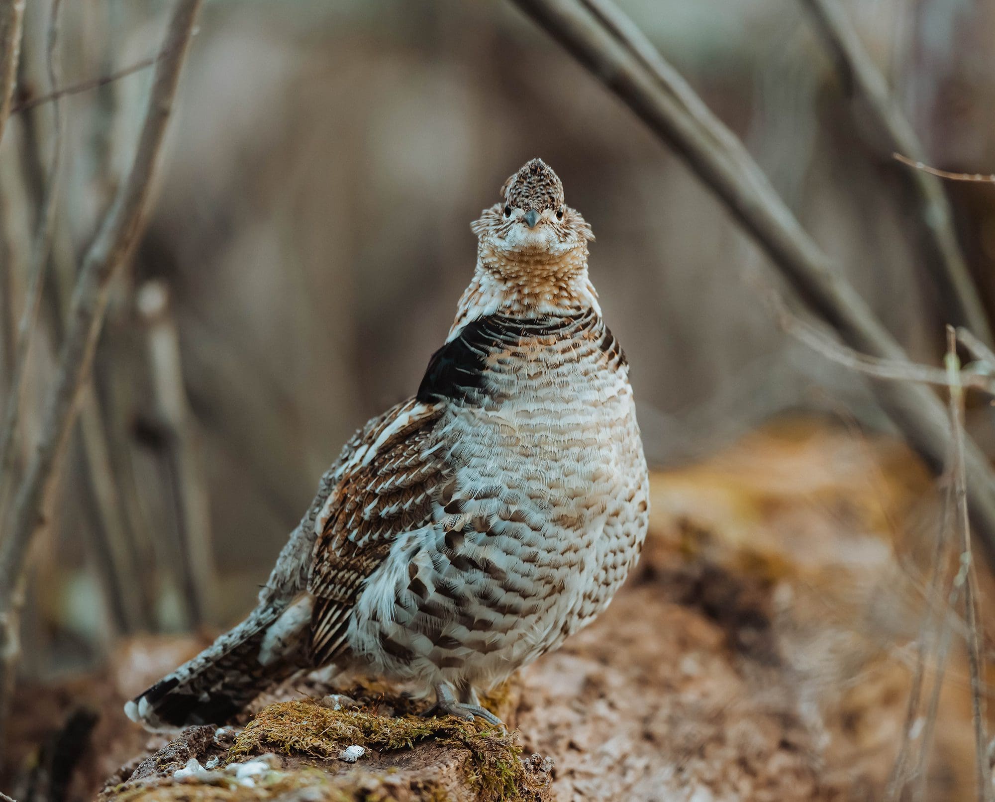 A ruffed grouse sits on a log.