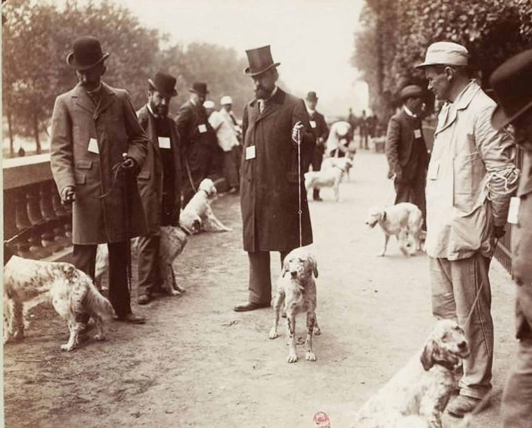 Men walking setters at a dog show in 1899