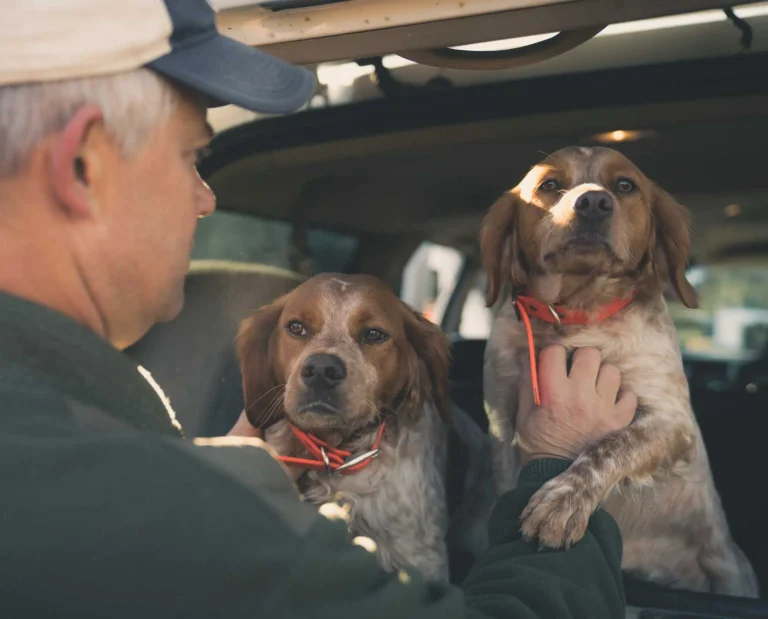 A hunter with two French Brittany's